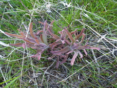 Castilleja angustifolia