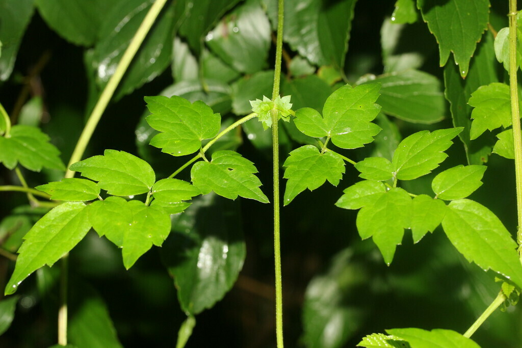 Clematis peterae