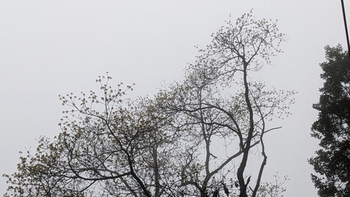 Image of Sassafras randaiense by (c) Cheng-Te Hsu, some rights reserved (CC BY)