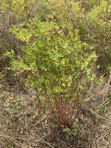 Euforbia di Terracina