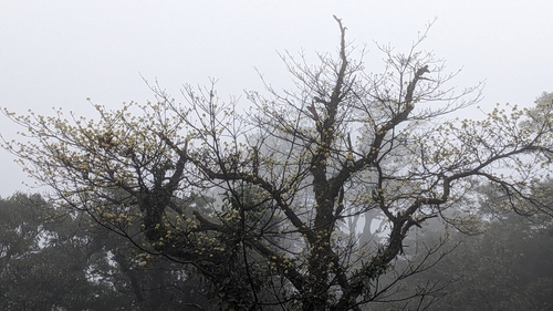Image of Sassafras randaiense by (c) Cheng-Te Hsu, some rights reserved (CC BY)