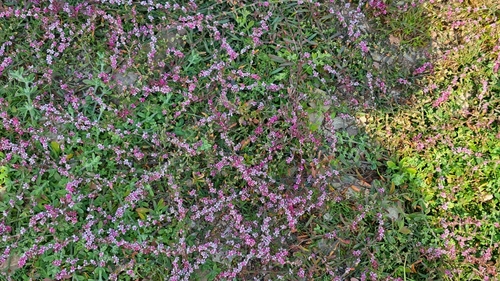 Small Knotweed