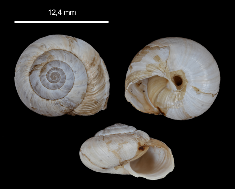 Pyrenaearia carascalensis