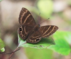 Abisara freda