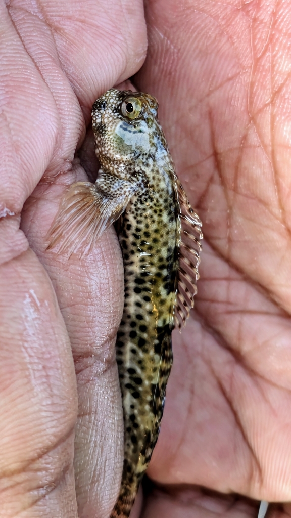 Reef margin blenny