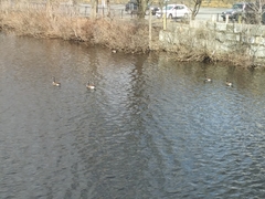 Branta canadensis