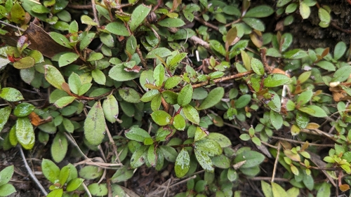 Rhododendron nakaharae, photograph 5