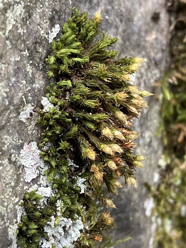 Lewinskya rupestris