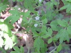 Phacelia ranunculacea