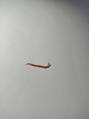 Aporrectodea caliginosa