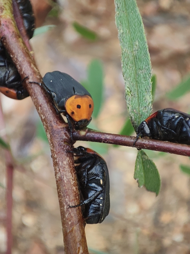 Wild Potato Fruit Chafer From Chimanimani National Park, Mozambique On 