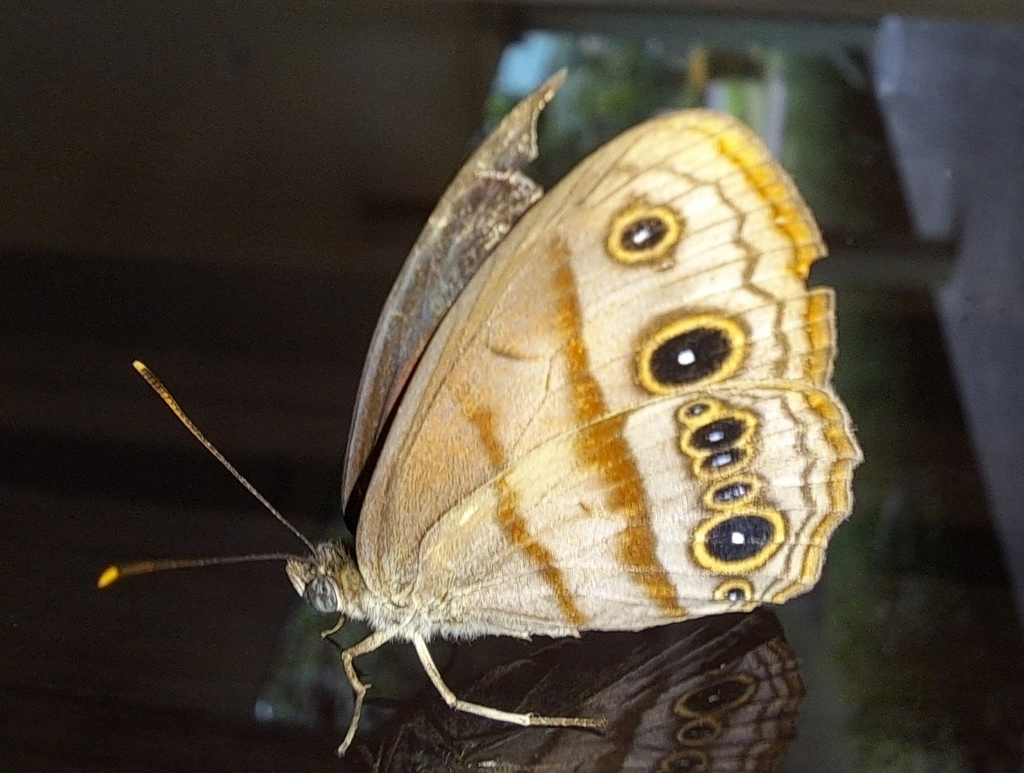 Mycalesis cacodaemon