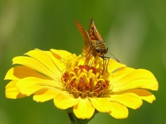 Anatrytone perfida