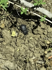 Cryptoglossa infausta