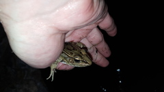 Lithobates sphenocephalus utricularius