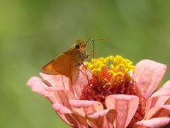 Anatrytone perfida