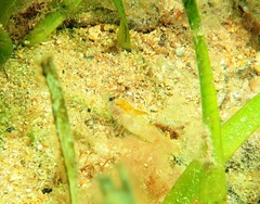 Nesogobius pulchellus