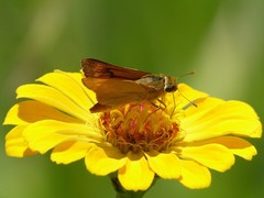 Anatrytone perfida