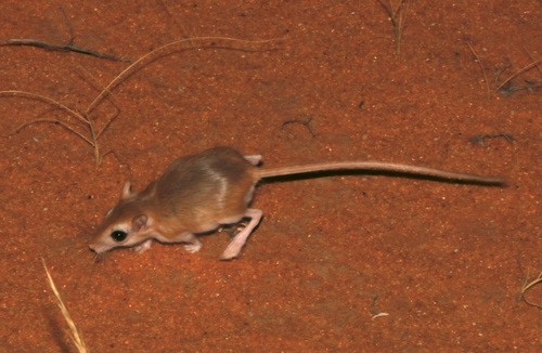 Cheesman's Gerbil