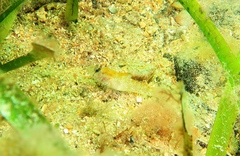 Nesogobius pulchellus