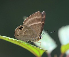 Abisara freda