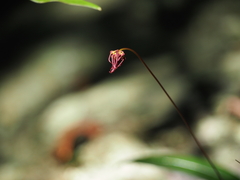 Bulbophyllum gracillimum, photograph (c) Hugo Innes, some rights reserved (CC BY)