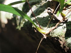 Bulbophyllum gracillimum, photograph (c) Hugo Innes, some rights reserved (CC BY)