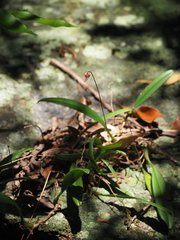 Bulbophyllum gracillimum, photograph (c) Hugo Innes, some rights reserved (CC BY)