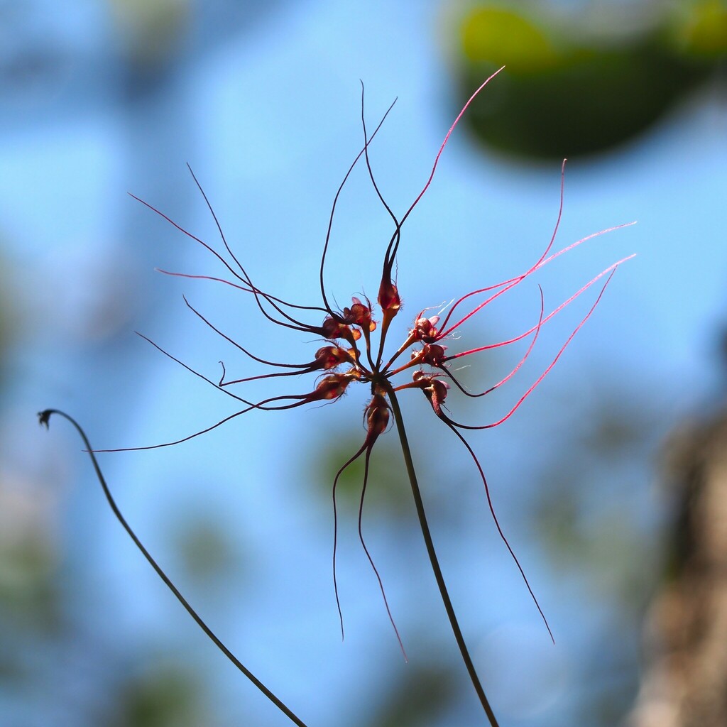 Bulbophyllum gracillimum