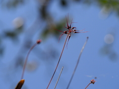 Bulbophyllum gracillimum, photograph (c) Hugo Innes, some rights reserved (CC BY)
