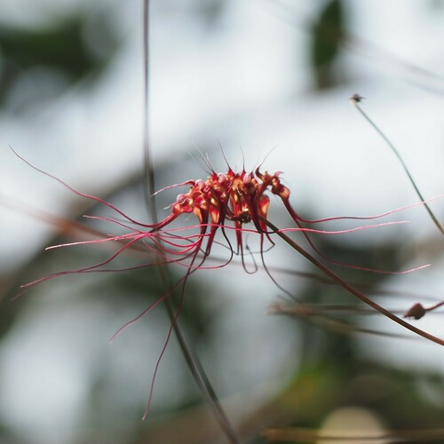 Bulbophyllum gracillimum, photograph 2
