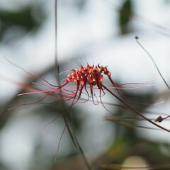 Bulbophyllum gracillimum, photograph (c) Hugo Innes, some rights reserved (CC BY)