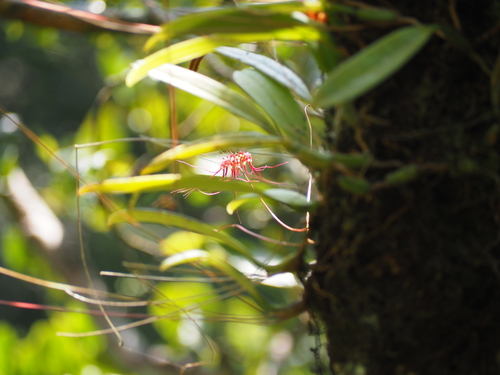 Bulbophyllum gracillimum, photograph 3