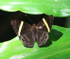 Abisara fylla