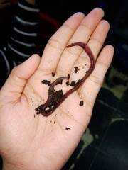 Eudrilus eugeniae