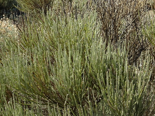 Image of Cytisus supranubius by (c) Y. Liu, some rights reserved (CC BY)