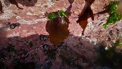 Sarcothalia crispata