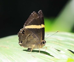 Abisara fylla