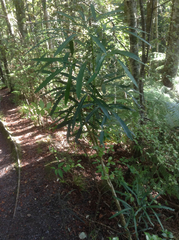 Pseudopanax crassifolius × lessonii