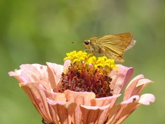 Anatrytone perfida