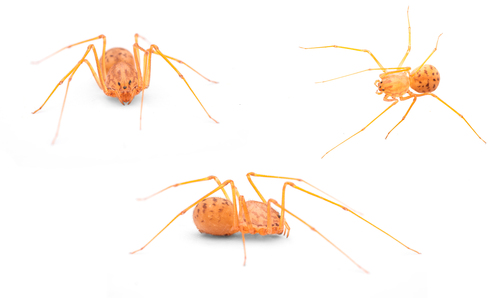 Scytodes univittata Simon, 1882