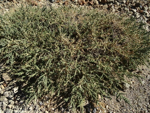 Image of Adenocarpus viscosus by (c) Y. Liu, some rights reserved (CC BY)