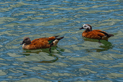 South African Shelduck photo 3