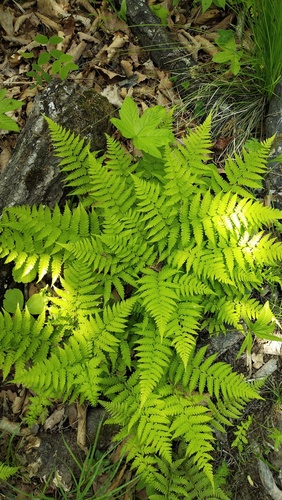 Athyrium yokoscense (Athyrium yokoscense)