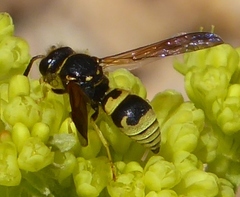 Ancistrocerus durangoensis