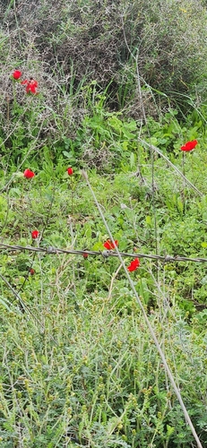 Image of Papaver umbonatum by (c) Hila Taylor, some rights reserved (CC BY)