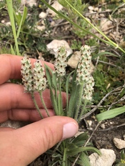Plantago helleri