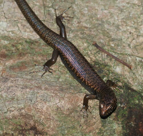 Blue-speckled Forest-skink