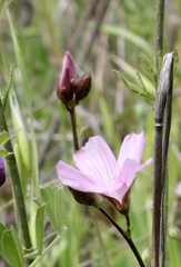 Sidalcea diploscypha