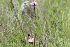 Sidalcea diploscypha